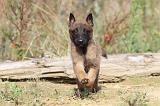 MALINOIS 255